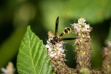 A Potter wasp or Mason wasp (Eumeninae) on mint flowers.