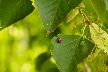 Ladybug on a linden tree in the summer forest.