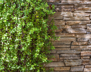 Wall and hanging plants