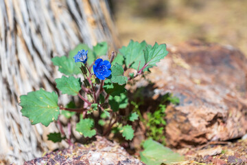 wild flowers in the forest