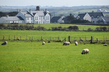 Obraz premium sheep in the field