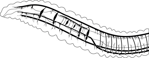 Diagram of circulatory system of earthworm for biology lessons