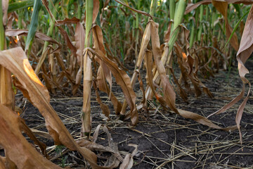 Drought. Dry season in a corn field