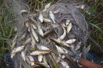 fishing net filled with a catch of various fish species, likely recently caught. 