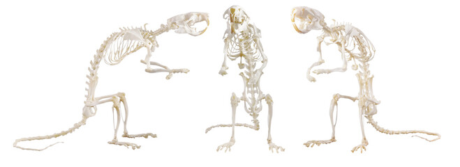 three rat skeletons isolated on white