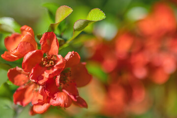 Chaenomeles japonica red flowers closeup on green background
