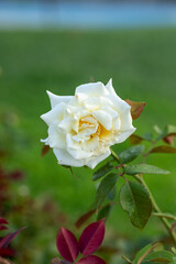 yellow rose on green background