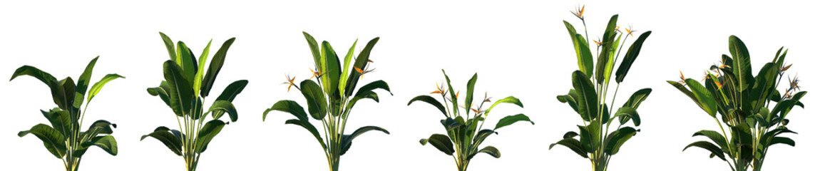 Set of Strelitzia reginae (commonly known as the crane flower, bird of paradise, or isigude)...