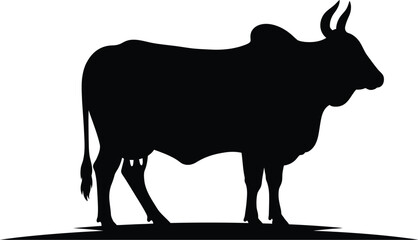 Zebu bull silhouette sacred indian cattle