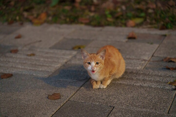 An orange kitten sits on a paved ground and meows, surrounded by scattered fallen leaves.