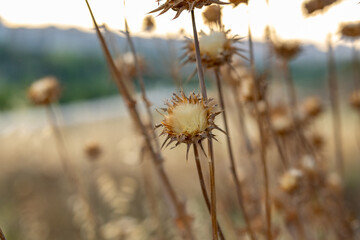 Obraz premium Thistle in the field at sunset in close-up