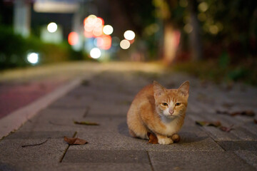 An orange and white cat sits on a paved path at night, with blurred lights twinkling in the background. 

