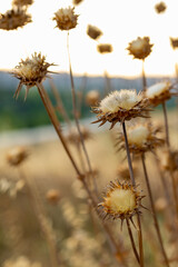 Fototapeta premium Thistle in the field at sunset in close-up