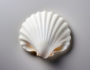 a beautiful white seashell on a plain background
