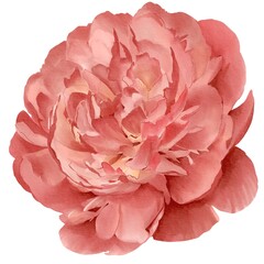 watercolor peony illustration isolated on white bud botanical
