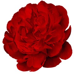watercolor peony illustration isolated on white red bud botanical