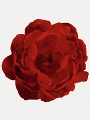 watercolor peony illustration isolated on white red bud botanical