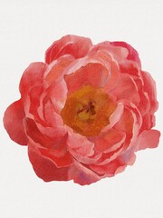 watercolor peony illustration isolated on white bud botanical