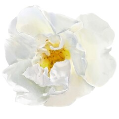 watercolor peony illustration isolated white bud botanical