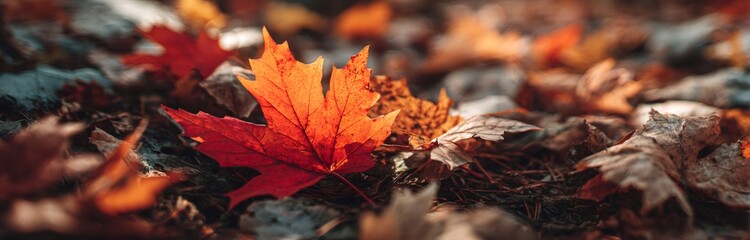 Vibrant maple leaf lying on forest floor in autumn