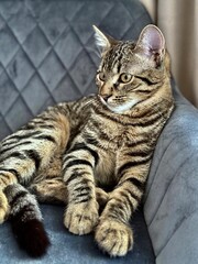 Tabby Cat Sitting on Soft Chair Indoors