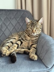 Tabby Cat Sitting on Soft Chair Indoors