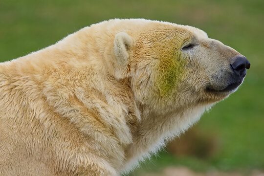 Majestic looking polar bear with thick white fur surveying his kingdom.