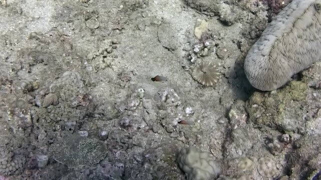 Small fish navigate the textured seafloor near a coral. A sea cucumber sits, still, in this underwater tableau of the South China Sea.