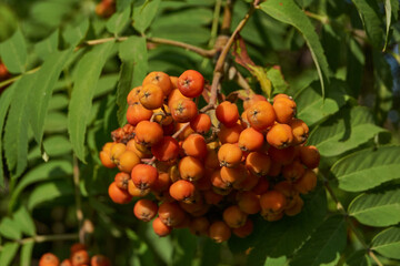 Rowan fruits (lat. Sorbus aucuparia) ripen on a tree in the garden. Rowan fruits close-up.