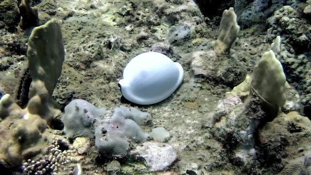 A large, white cowrie rests on the seabed among the coral and sponges. The scene, taken during the day, shows the tranquility of ocean life.