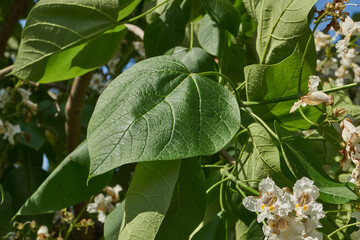 Catalpa flowers and inflorescences on the background of a tree crown. Catalpa blooms in the garden. Catalpa (lat. Catalpa) is a genus of plants in the Bignoniaceae family.
