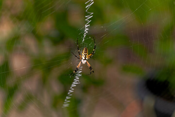 Yellow Garden Spider (Argiope aurantia) spinning silk thread in a dynamic close-up showing web-building behavior.