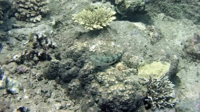Explore the depths of the South China Sea. Observe a blenny swimming among the coral reefs on a bright day. It is a calm, captivating underwater experience.