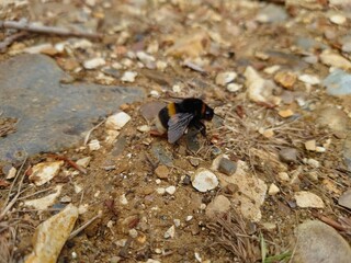 Bugs life