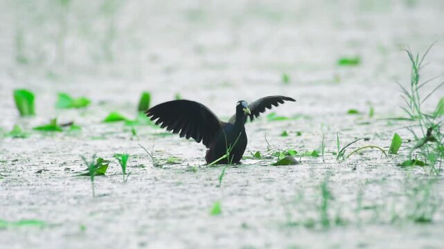 Bronze winged Jacana sitting on middle of lake during heavy rain
Bronze winged Jacana in heavy rain 
Monsoon wildlife in India 
