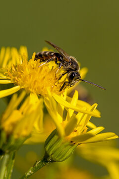 close-up view of a mining bee on a yellow blossom of ragwort with blurred green background and sunlight