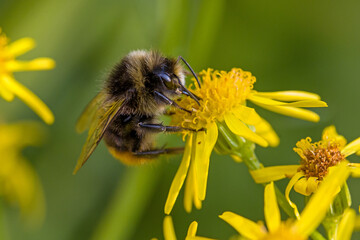 close-up of an early-nesting bumblebee on a yellow blossom of St. John's wort with blurred green background