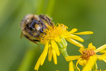 close-up of the head of an early-nesting bumblebee on a yellow blossom of St. John's wort with blurred green background