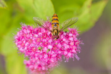 close up view of an orange black marmelade hoverfly with large red compound eyes on the pink blossoms of meadowsweets in the sunlight