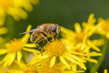lateral close-up of a common drone fly on a yellow blossom of St. James's wort