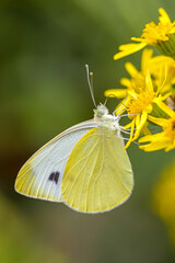 side close-up view of the green-veined white butterfly searching for nectar on the yellow blossom ragwort in front of a blurred background in sunlight
