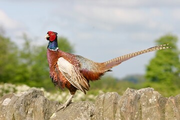A close up of a proud pheasant standing on a dry stone wall in the countryside. A single bird alone...