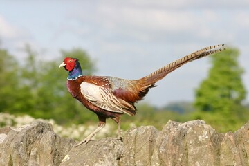 A close up of a proud pheasant standing on a dry stone wall in the countryside. A single bird alone...