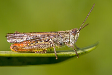 lateral close-up of a red-green grasshopper of the species omocestus haemorrhoidalis on a leaf with blurred green background and sunlight
