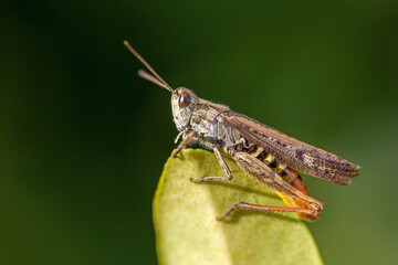 lateral close-up of a red-green grasshopper of the species omocestus haemorrhoidalis on a leaf with blurred dark green background and sunlight