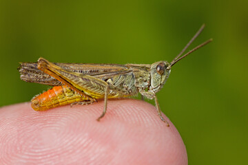 lateral close-up of a red-green grasshopper of the species Omocestus haemorrhoidalis on a finger for size comparison