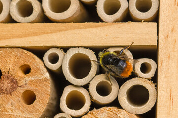 close-up view of a red-tailed bumblebee on the wooden nesting holes of a bee hotel