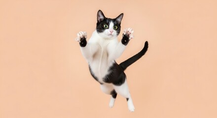 A tuxedo cat leaps up with paws extended against a peach backdrop