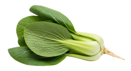 Isolated Fresh Bok Choy