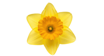 Isolated Yellow Daffodil © Sindre
